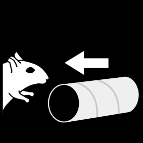 gerbil wc-rolletje geven / gerbil speeltje geven